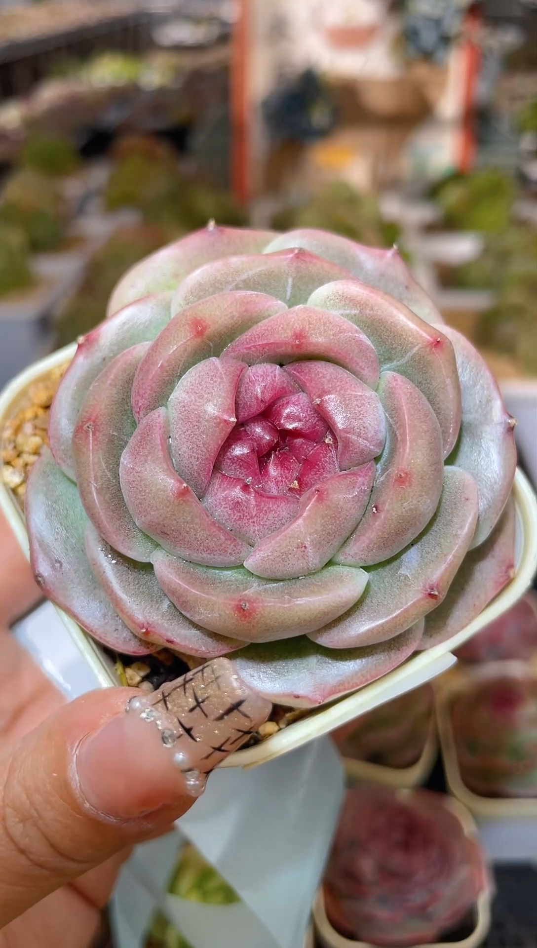 【闪购商品】204珍妮