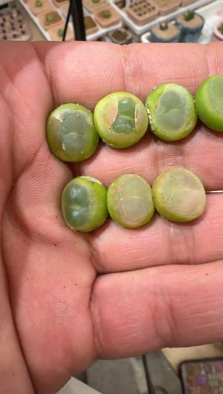 8多肉植物肉锥陶抗娘拉登一颗