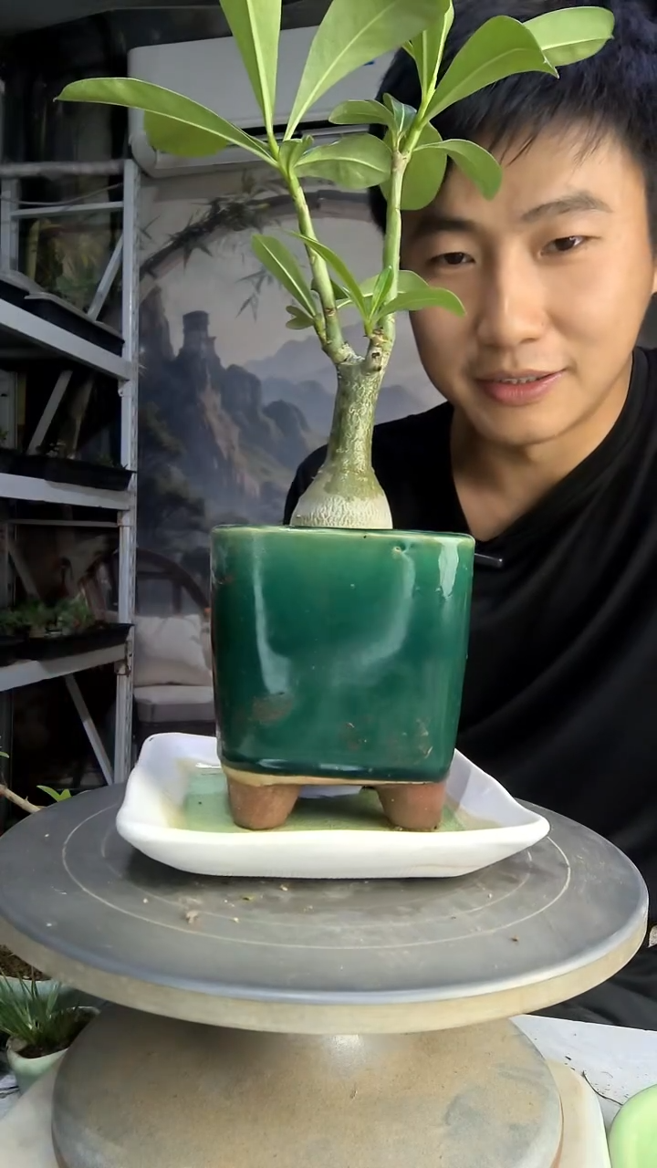 C****l中青园艺一物一拍180