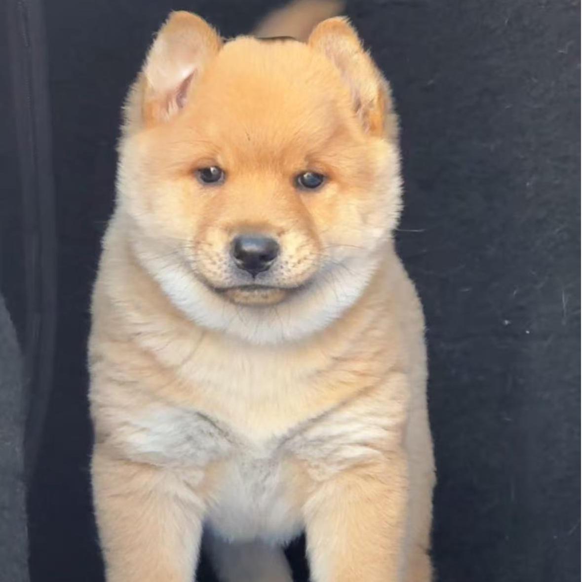 可爱中华田园犬老陈寻好犬活体链接