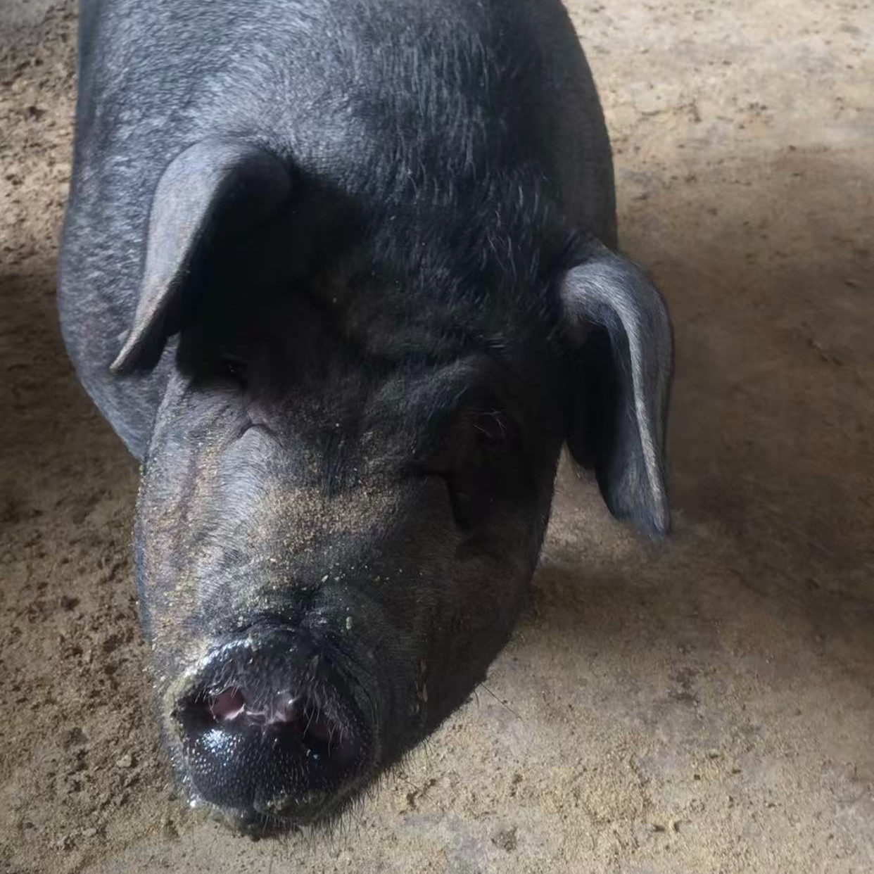 【一物一拍】 贵州黑毛土猪肉现宰现发  顺丰冷链