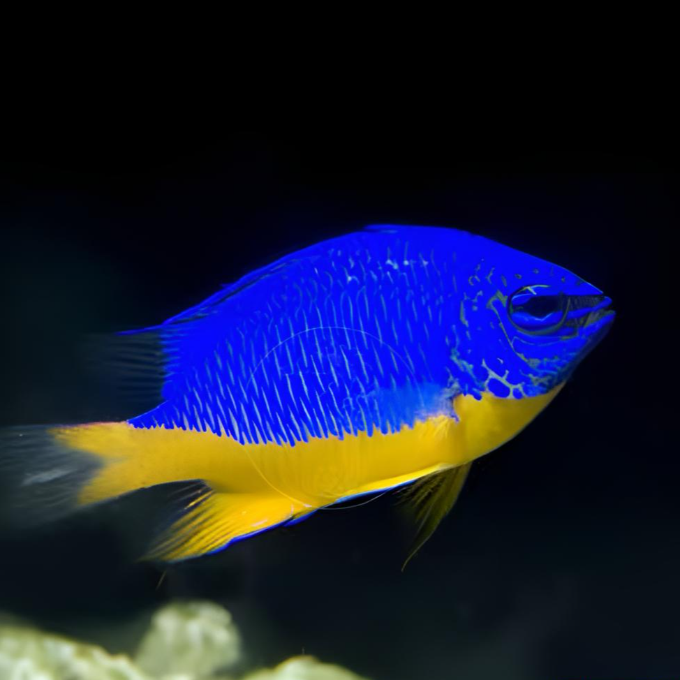 印尼黄肚蓝魔海水鱼热带观赏鱼售后需拍开箱视频（免包装费）