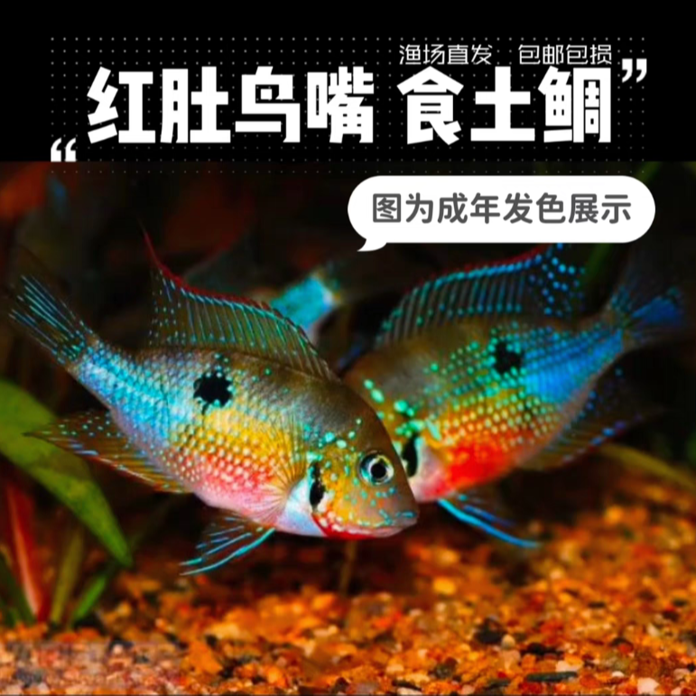 【老吴精选好物】红肚鸟嘴 （三单发货）