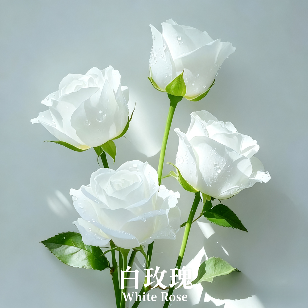 奥图白玫瑰单方精油   