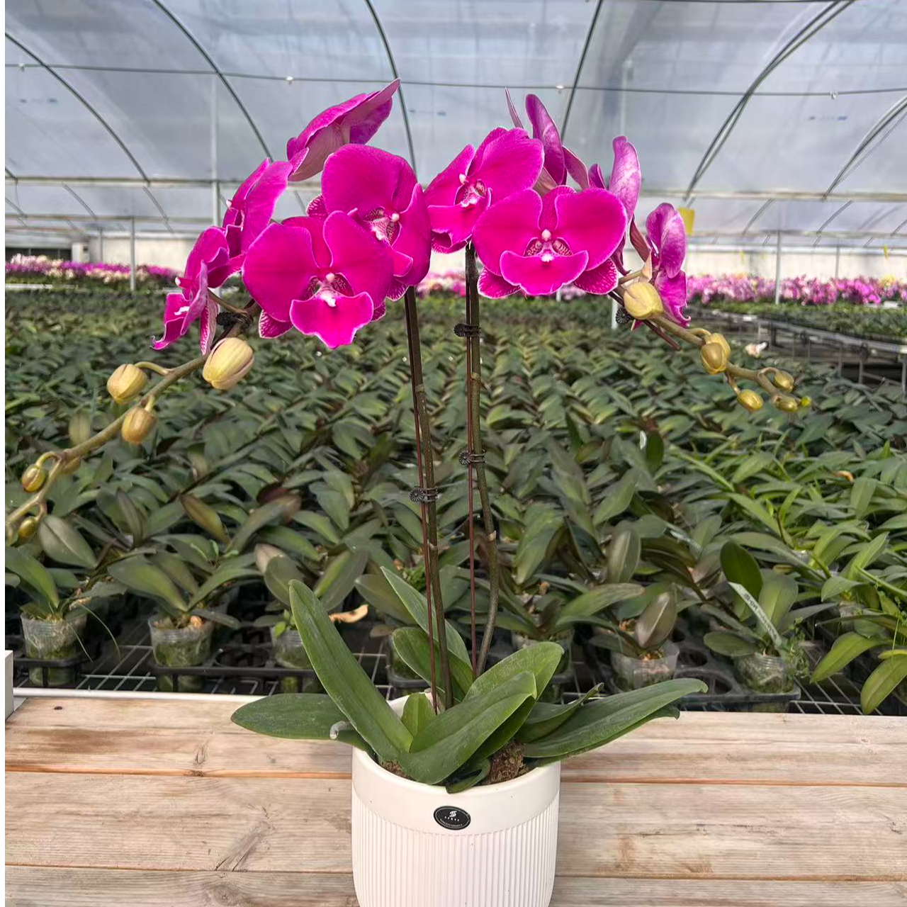 【大红鹰带盆】爆款蝴蝶兰带花带花苞发货好养花期长室内花卉绿植