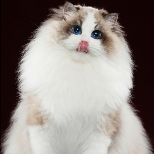 【鑫-淼】 新脸版布偶猫