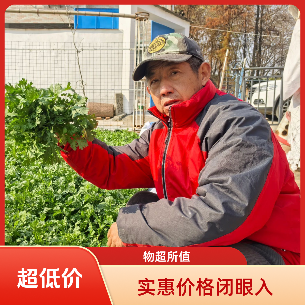 农家小菜园自种农家肥无农药露天现采现摘新鲜小白菜