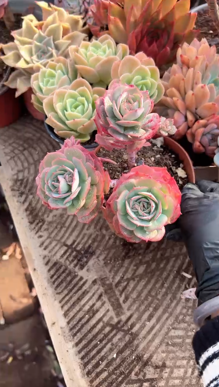 泡*鱼阿迷洲多肉花卉28231