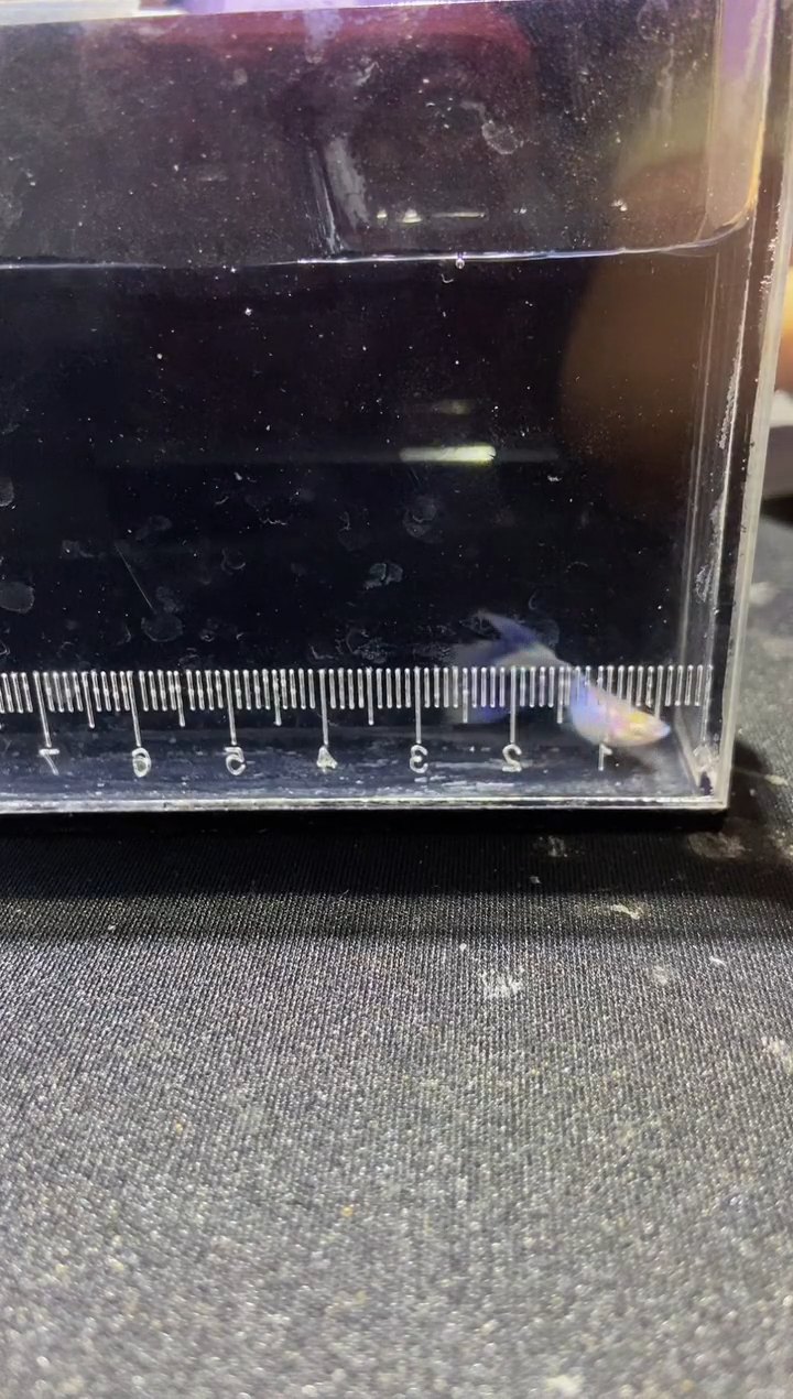 孔雀鱼拉朱丽紫尾一对