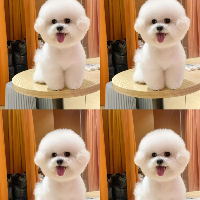 比熊犬韩系聪明狗狗
