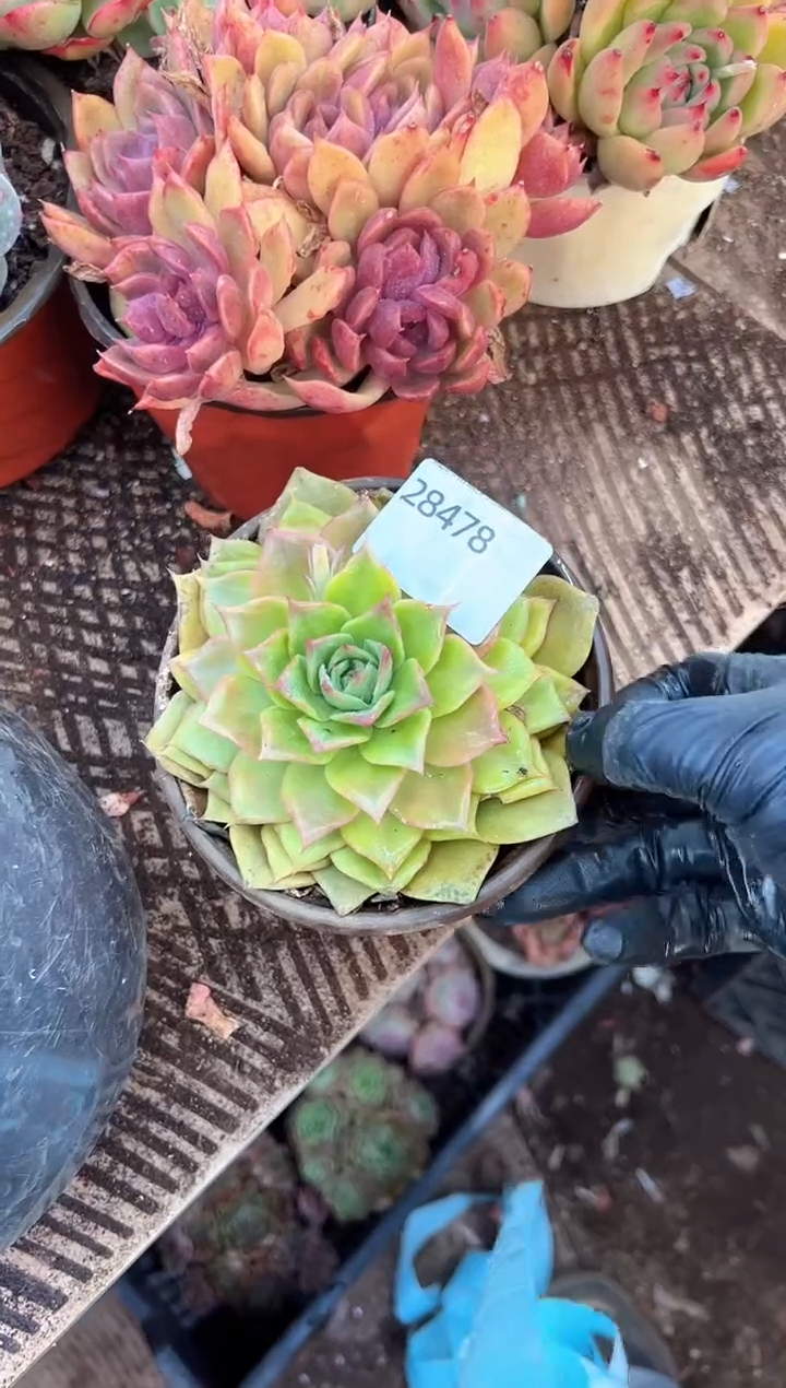 小*福多肉植物一物一拍28478