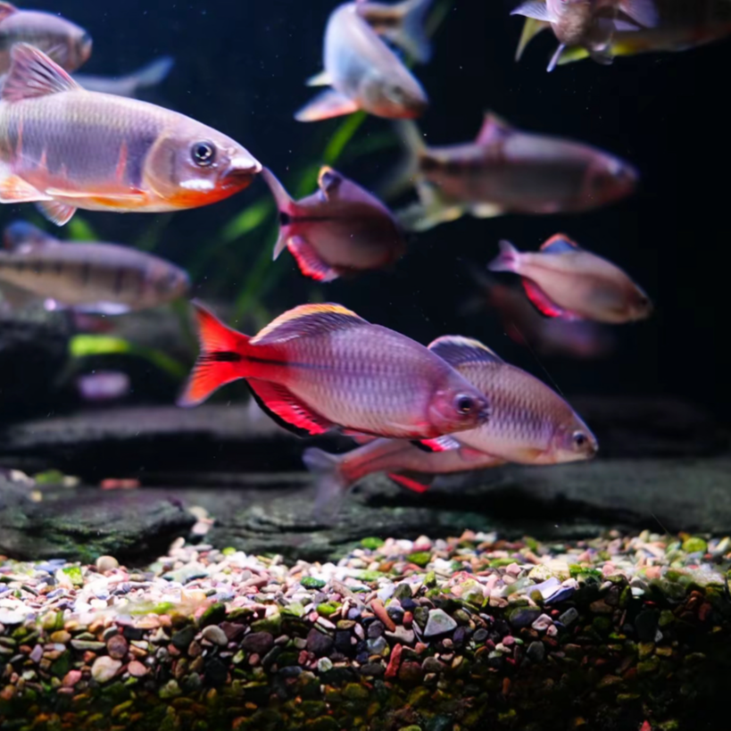 福州齐氏鱊冷水原生观赏鱼福齐淡水鱼好养不加温旁皮溪流鳑鲏鱼