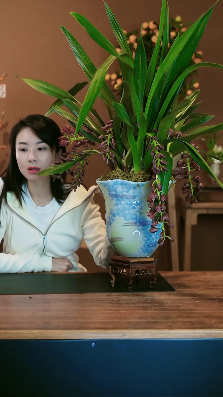 【闪购商品】盆景世界宝石