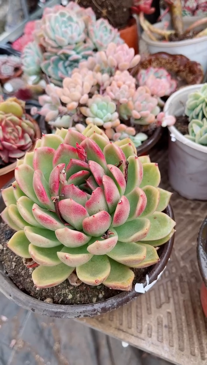 【闪购商品】04536