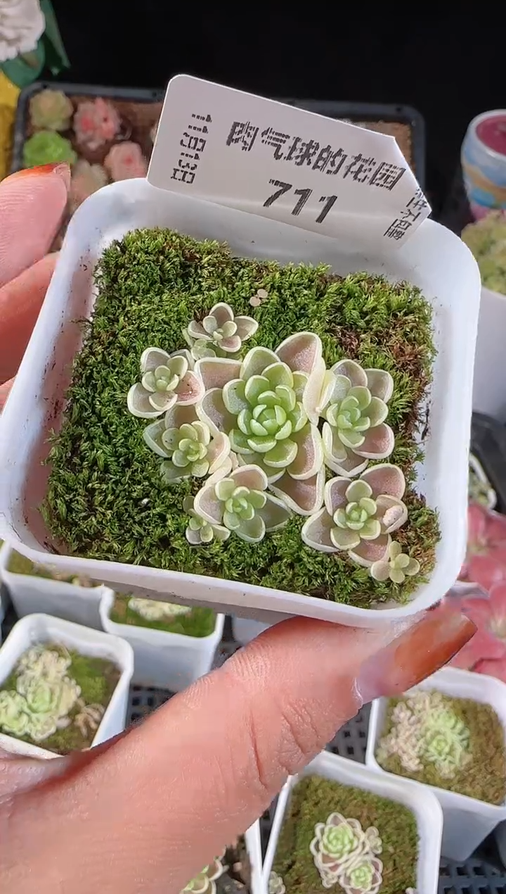 1113-711群生不包整
