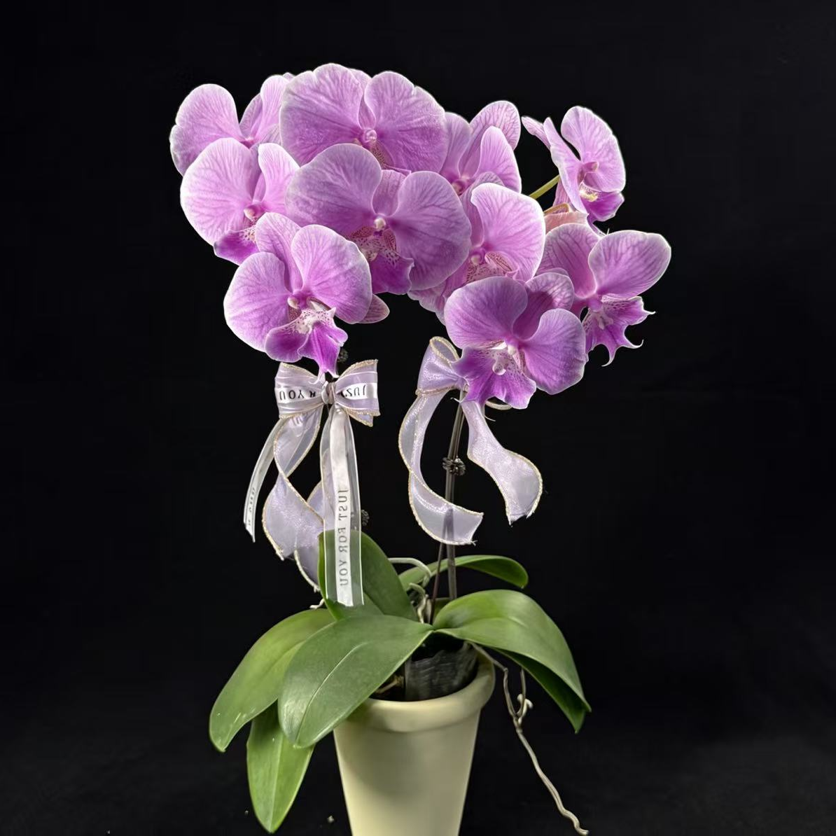 黑马花业（美人鱼组盆）3.0寸杯全花发货2-2