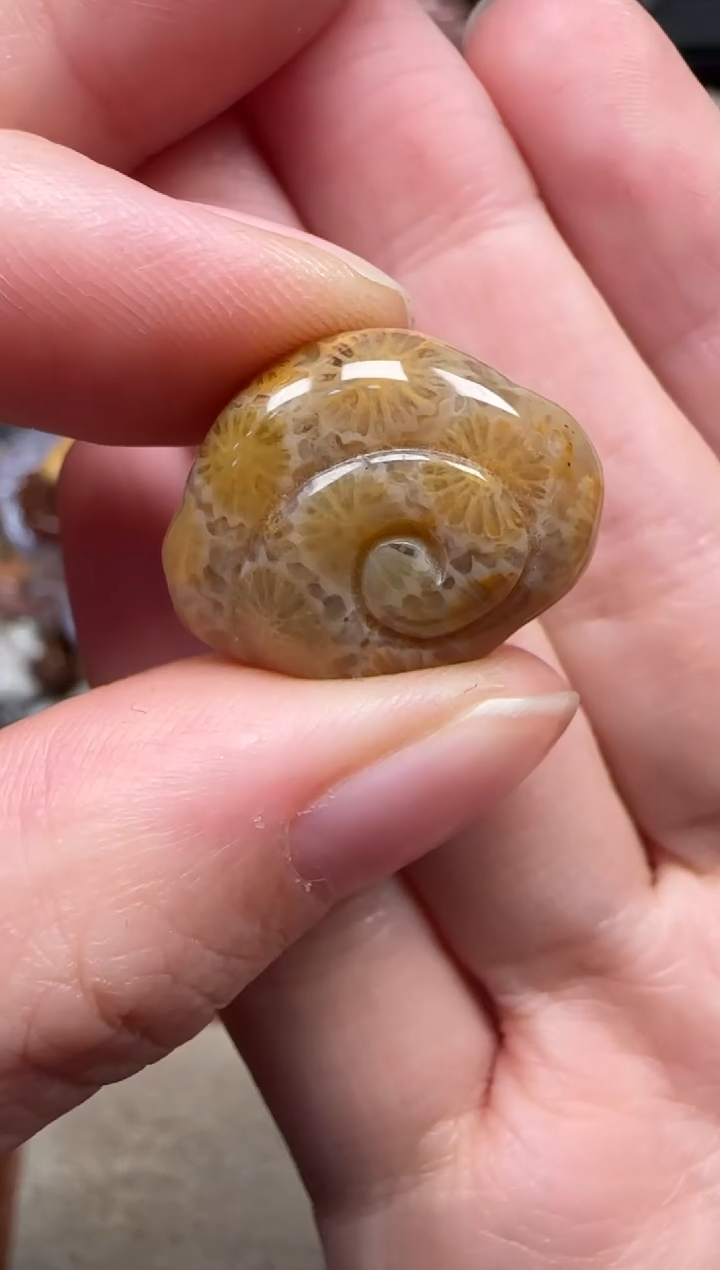 颈饰未镶嵌硅化珊瑚（珊瑚玉）295