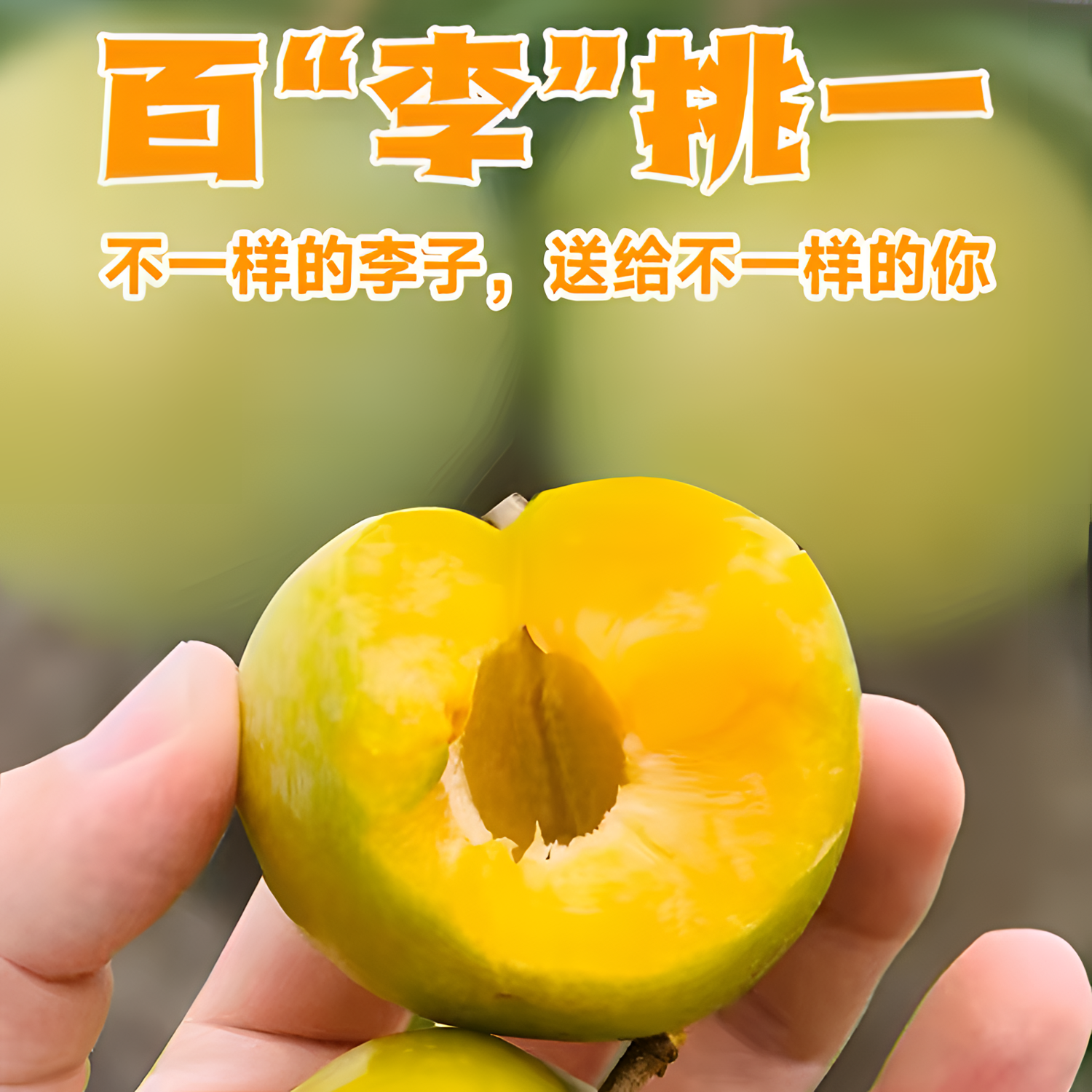 贵州蜂糖李脆甜脱骨李子当季水果蜂糖李新鲜现摘现发顺丰包邮