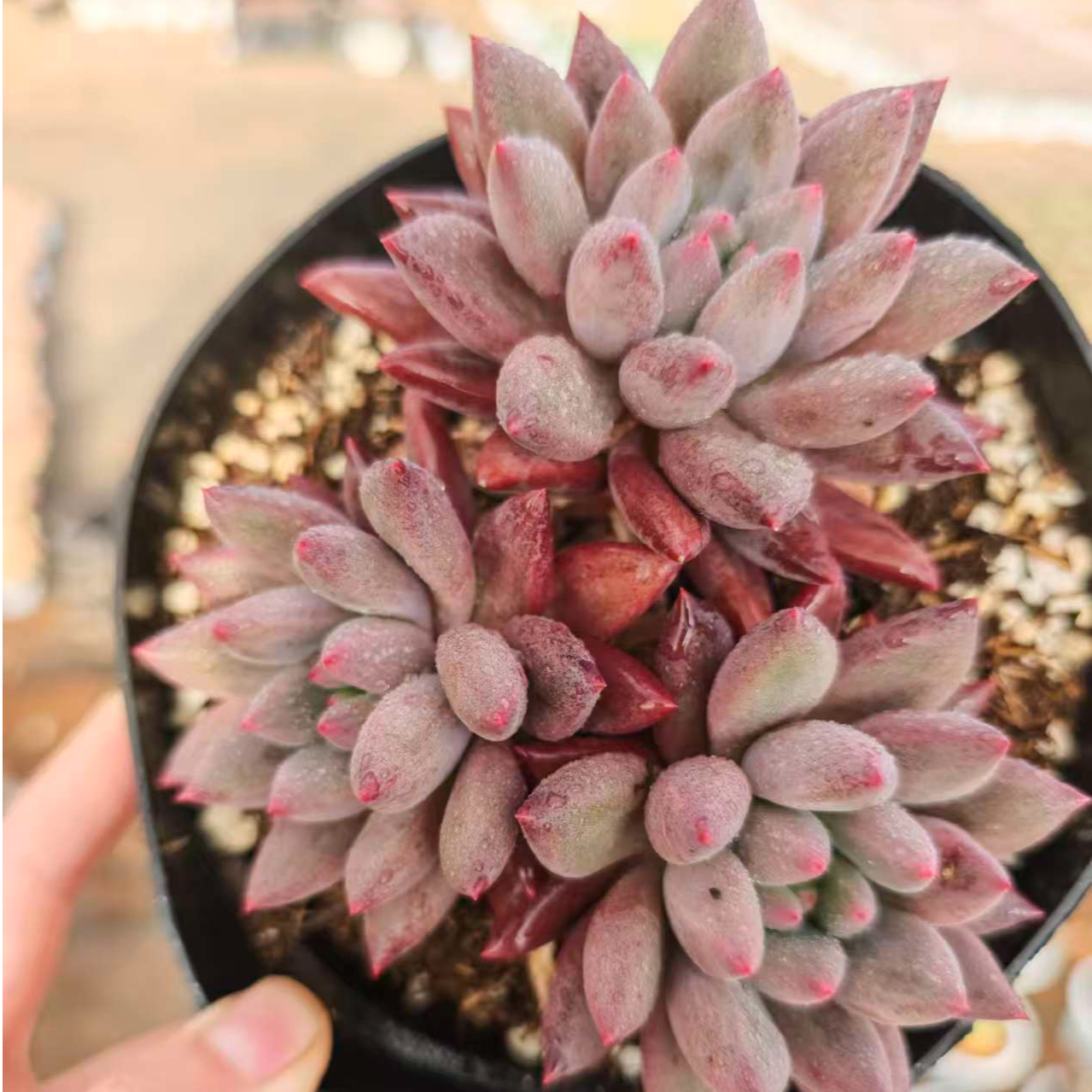 群生红蜻蜓 拾忆多肉 好养阳台多肉植物