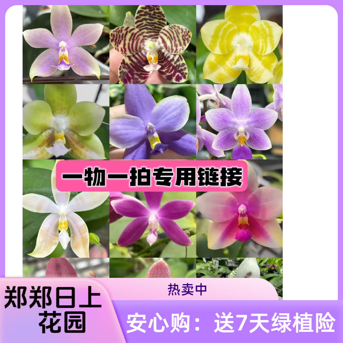 白盾交蓝路德 2.5寸苗带花剑 微瑕少根