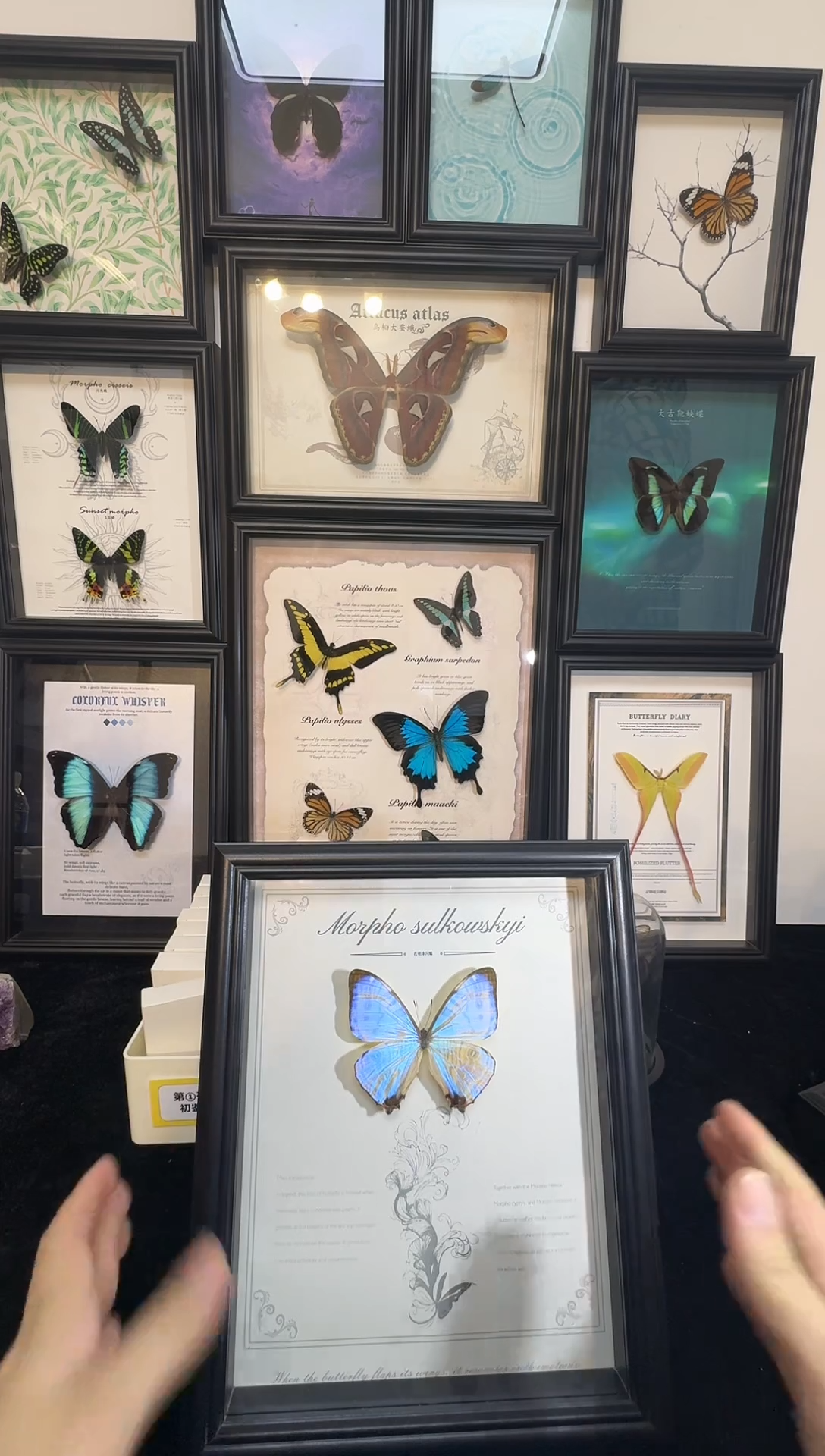 玻璃真实蝴蝶标本