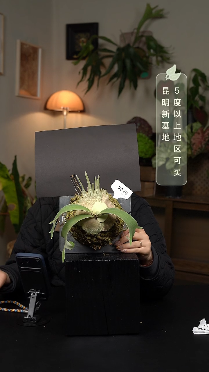 不开花植物V020-野银101孢子苗