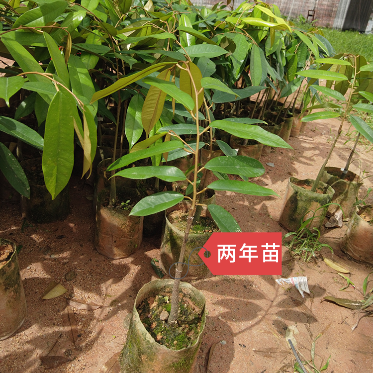 两年榴莲嫁接苗金枕、猫山、黑刺原土原杯带叶发货 （叶子对半修剪）