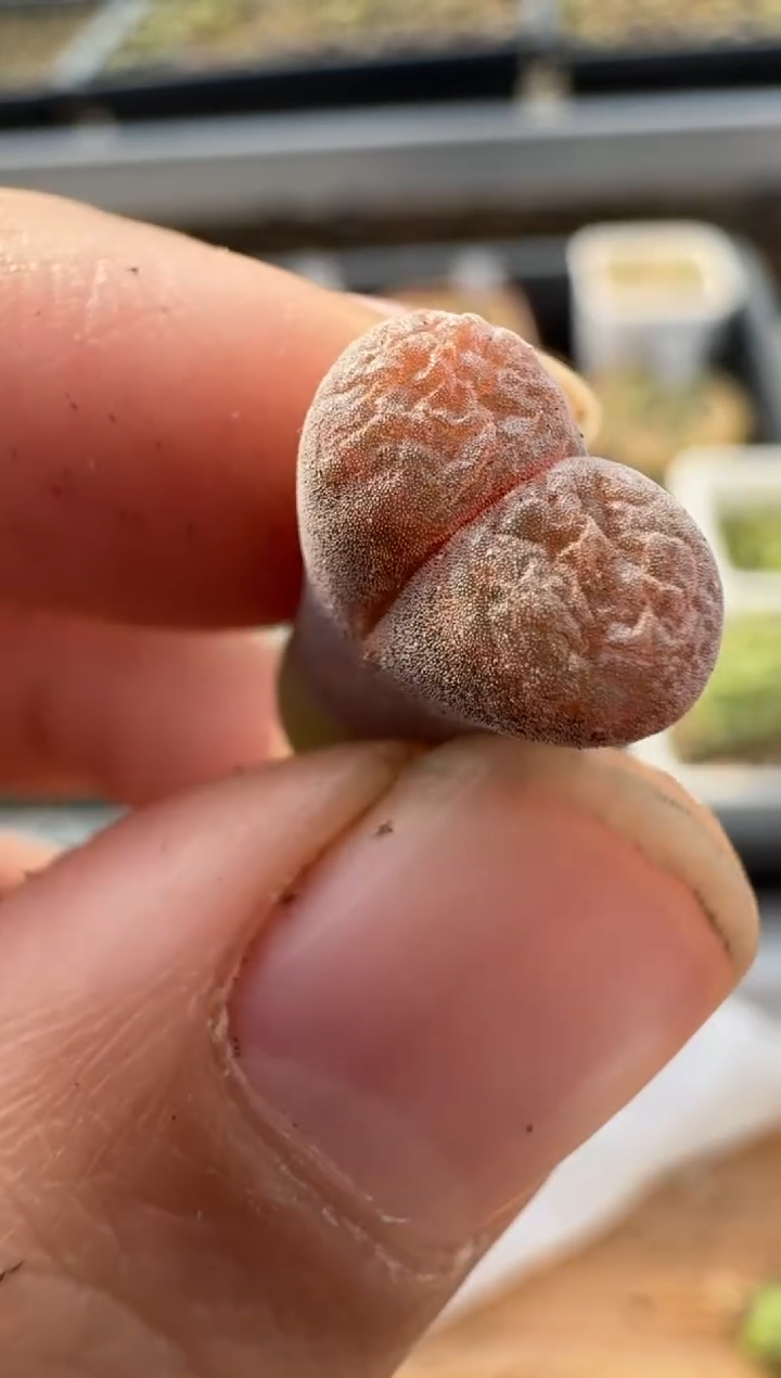 【闪购商品】2.5-146