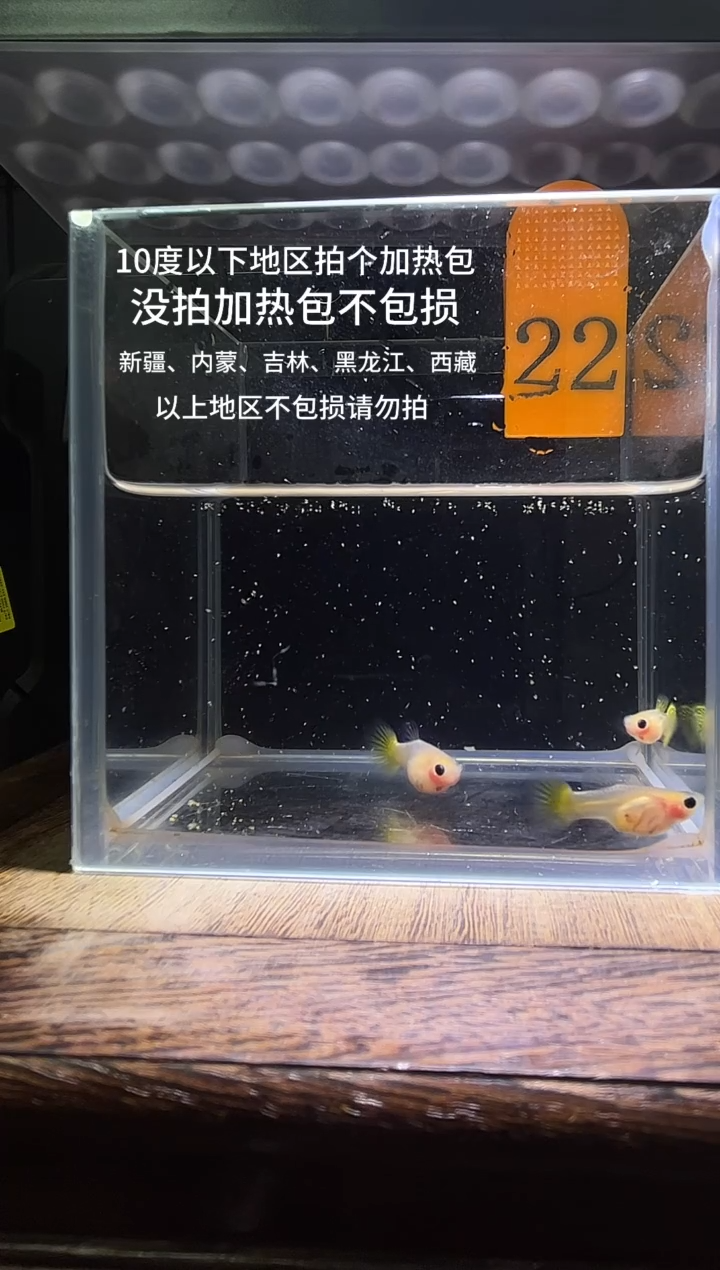 孔雀鱼黄金玻璃普通体22