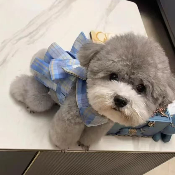 精品小灰灰精品韩系小比熊