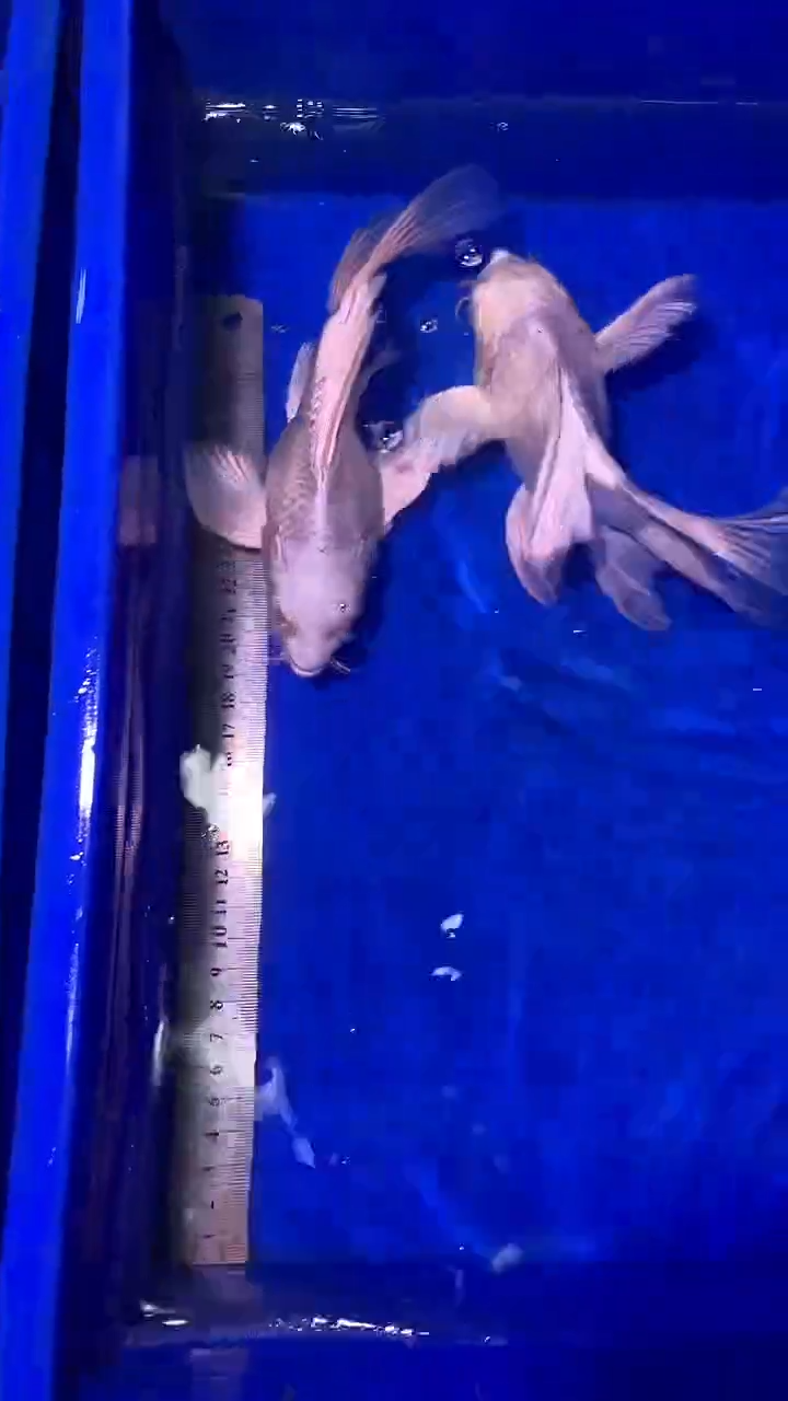 蝴蝶鲤鱼蝴蝶鲤直播选鱼专用链接 凭开箱视频售后