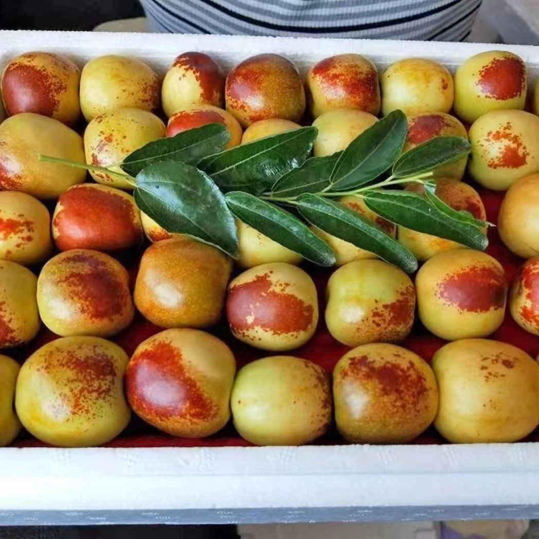 【顺丰/京东】脆甜沾化冬枣冰糖冬枣爆甜多汁大枣新鲜水果3/5斤