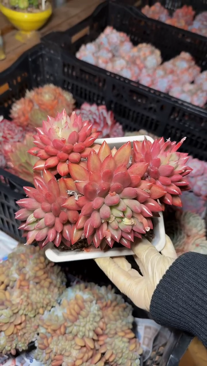 140#美人大群（14cm）脱土