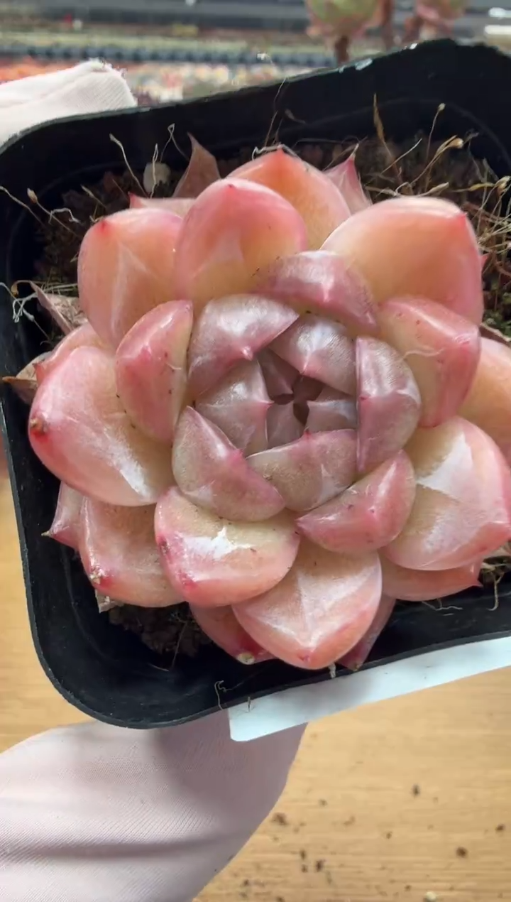 东云多肉园二店-88