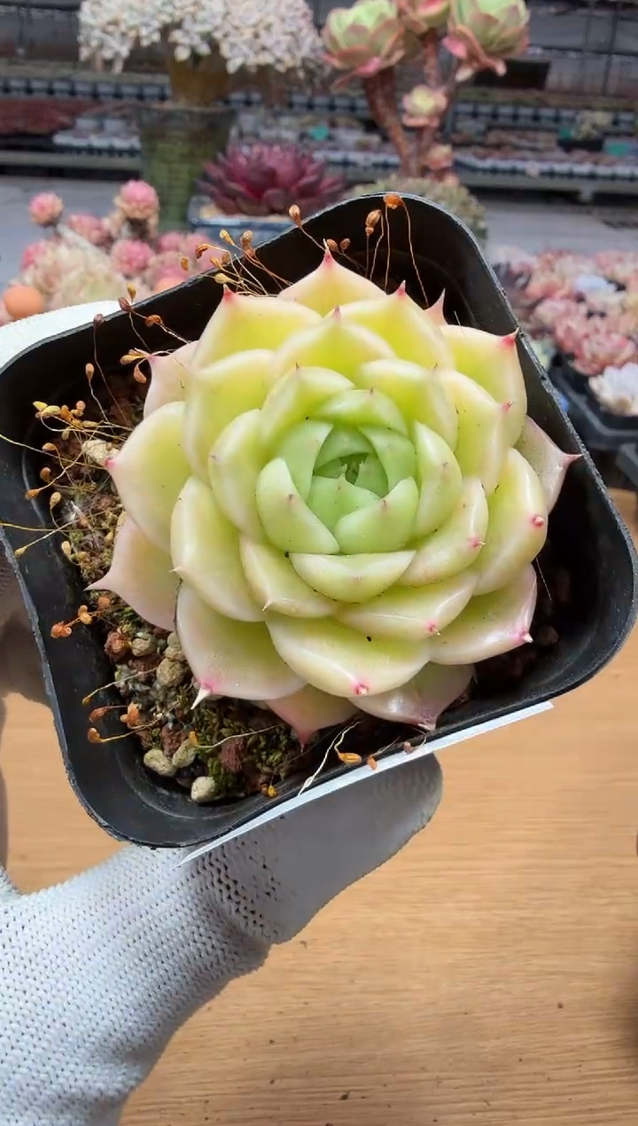 东云多肉园二店-42