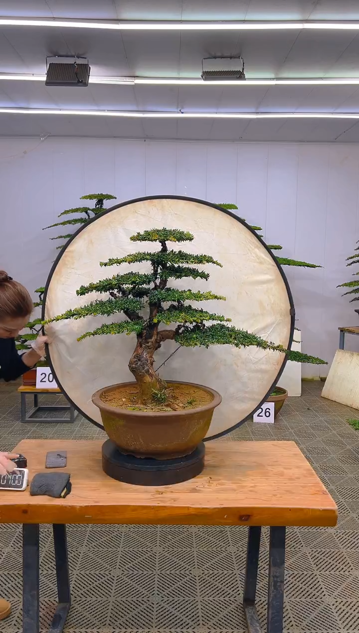 无花朵一物一拍一物一拍