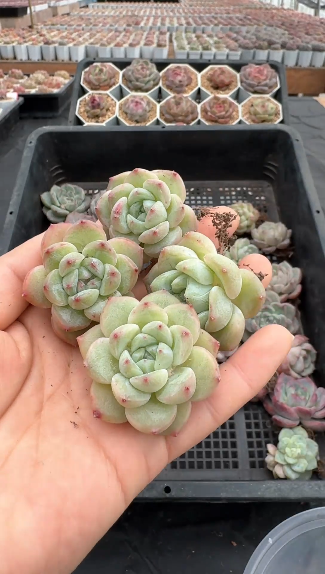 【闪购商品】602号 珍妮杂交多肉 花卉植物