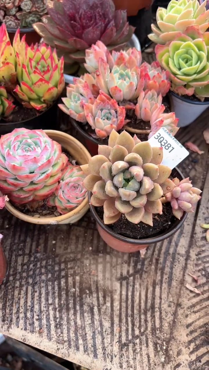 悦*多肉植物一物一拍30381