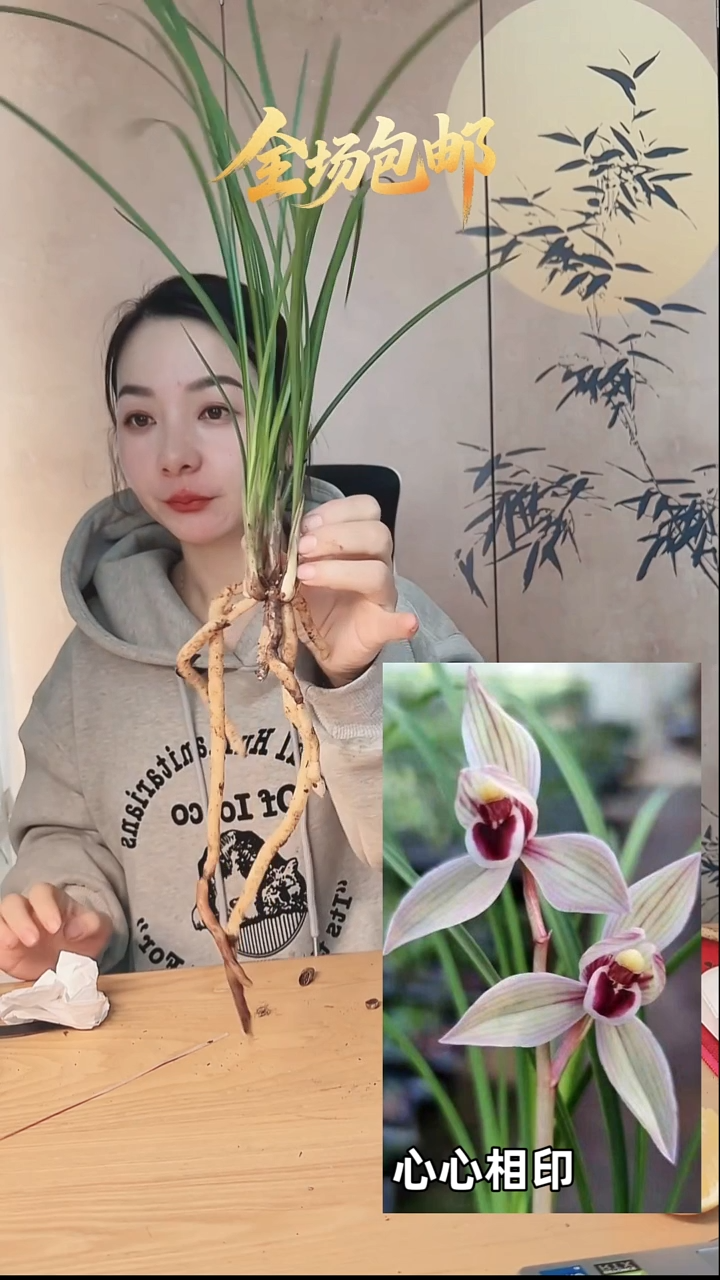 当前无花栽培后可以开花：心心相印