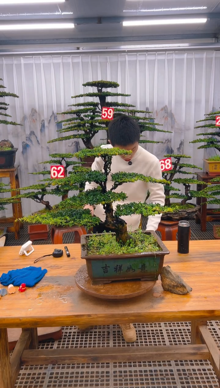 【闪购商品】紫砂精品盆景直播间一物一拍