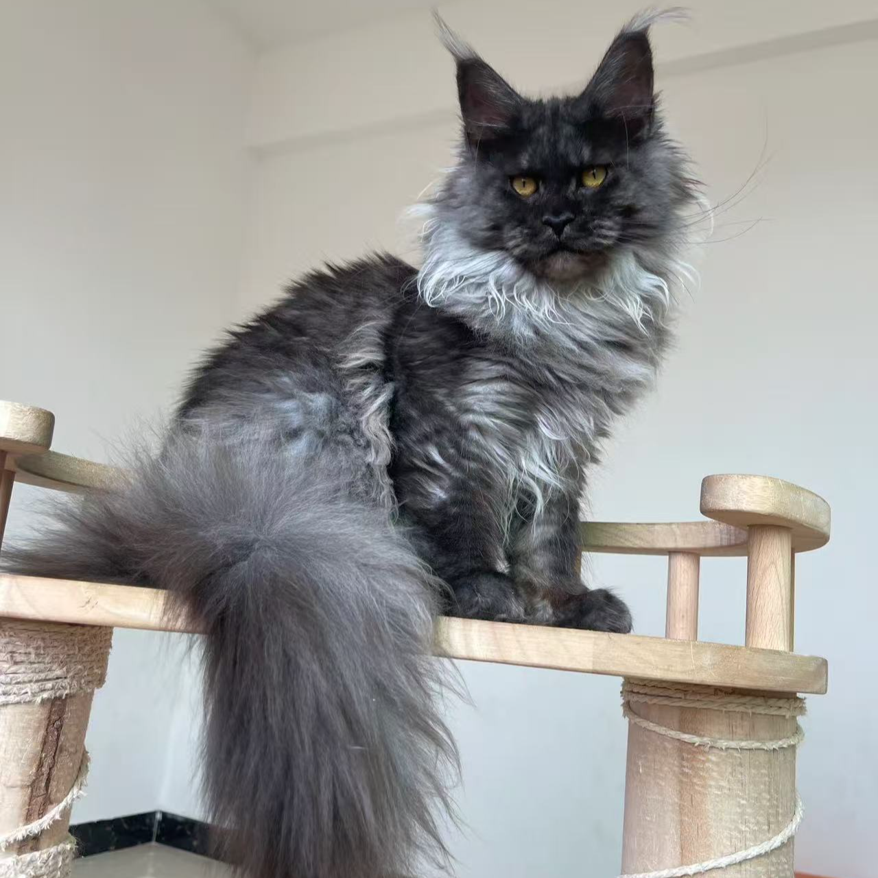 【直播间专享】缅因猫 俄系缅因幼猫 渐层猫 纯种蓝猫布偶猫矮脚猫