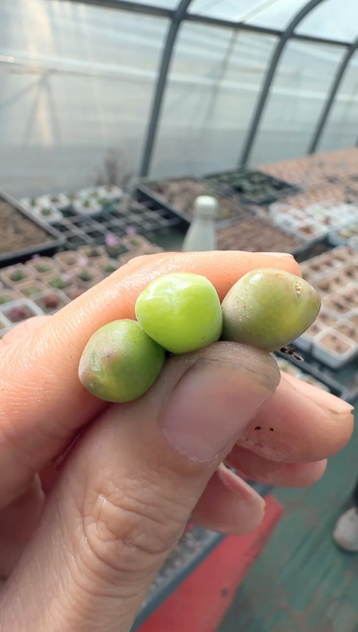 67多肉植物肉锥杂交一颗