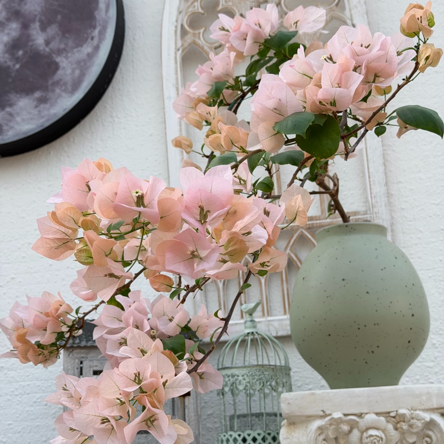 （阿达的喜悦）三角梅四季勤花可爬藤链接