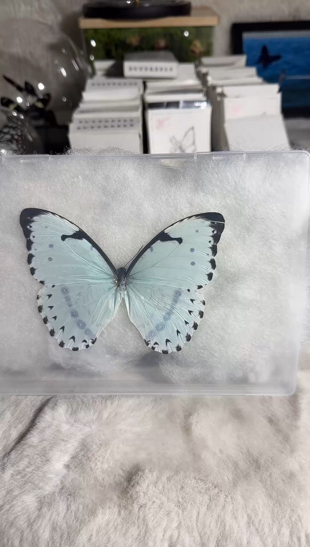 有机玻璃压面肯特白闪蝶A11