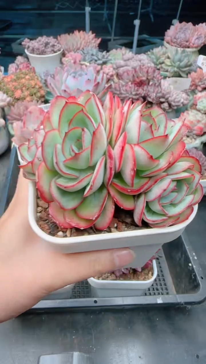 【闪购商品】0540.