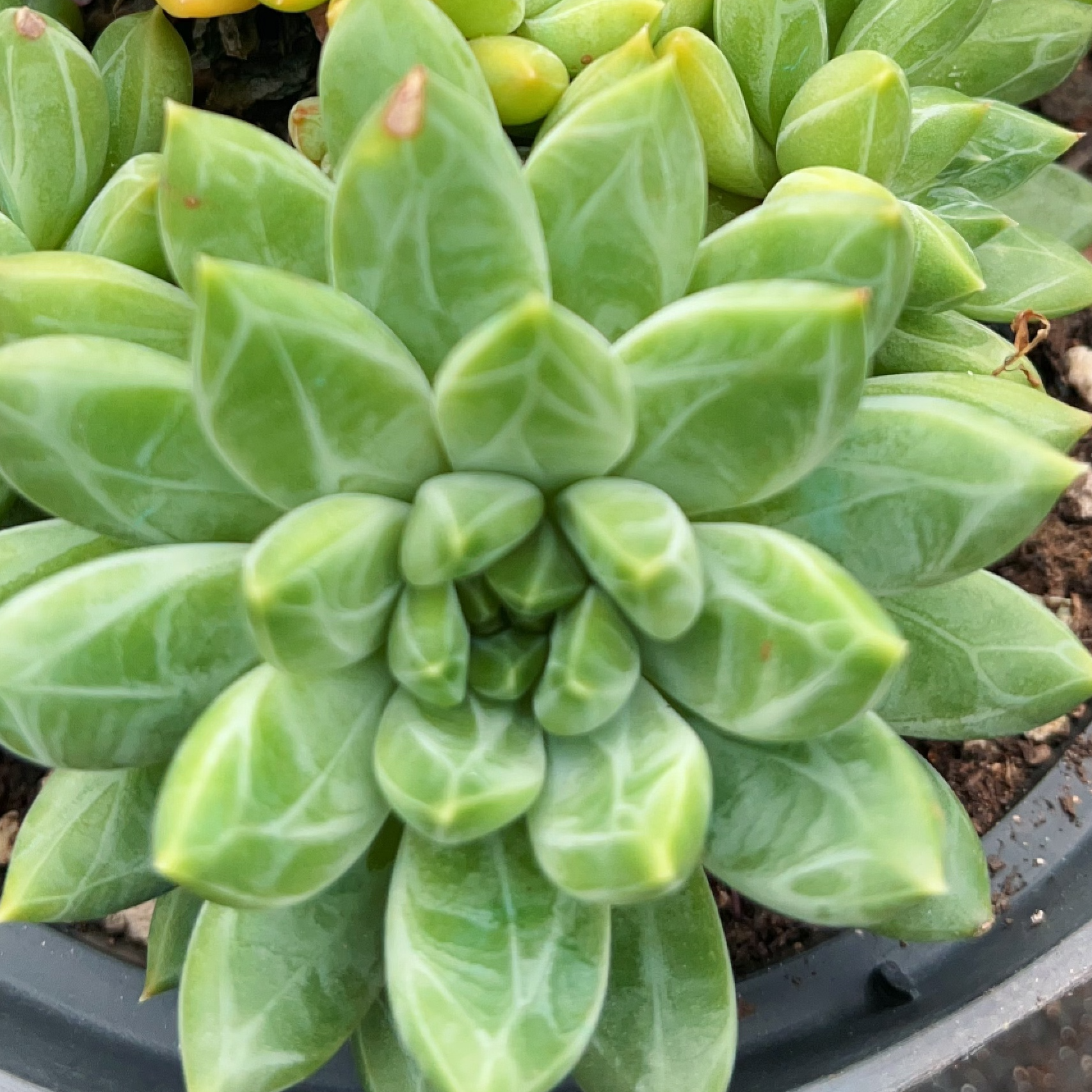 钻石美人可能会散 多肉满18包邮