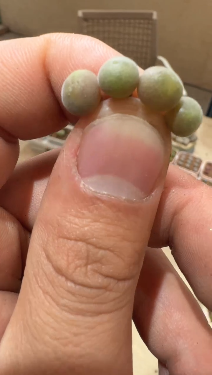 33多肉植物肉锥猫耳空蝉一颗