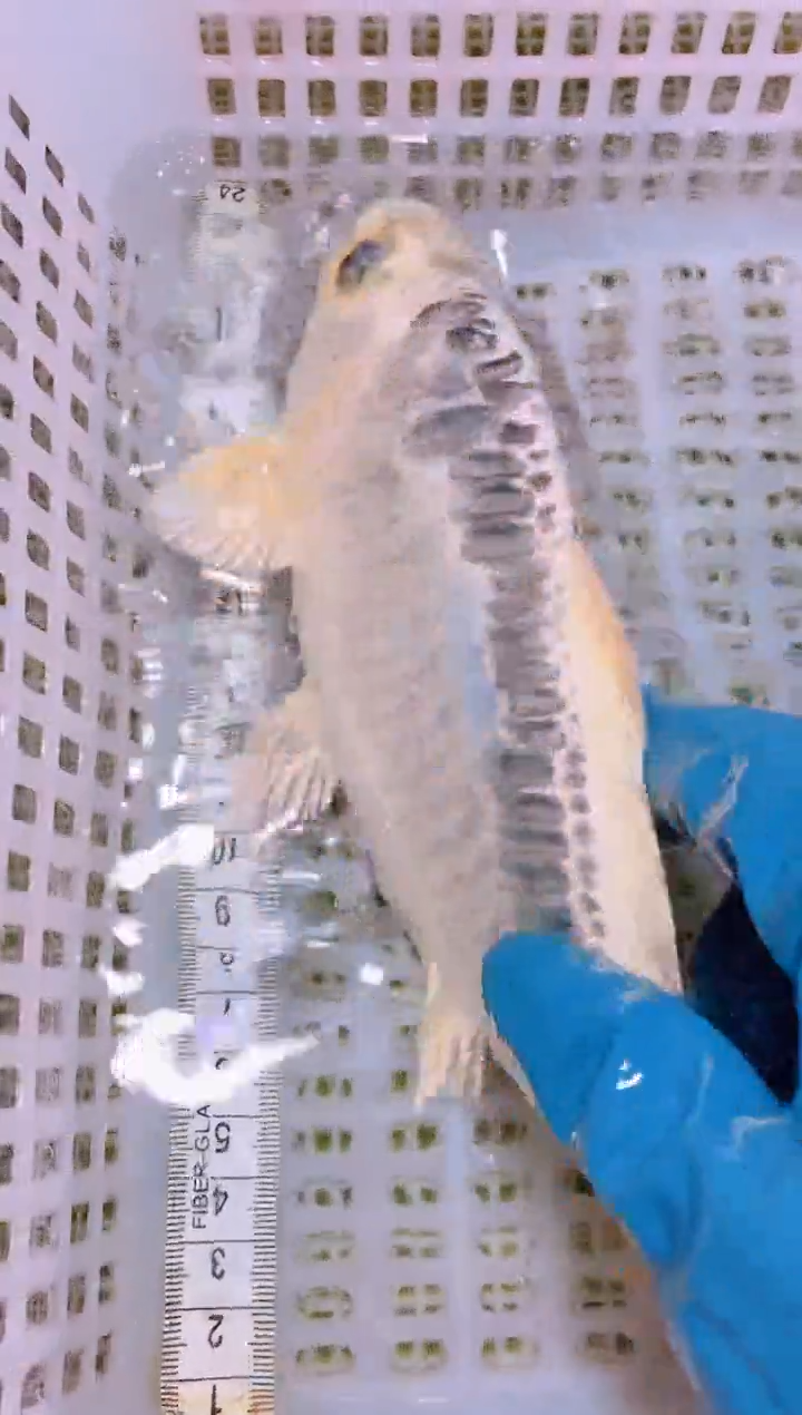 锦鲤冷水观赏鱼全场包邮168