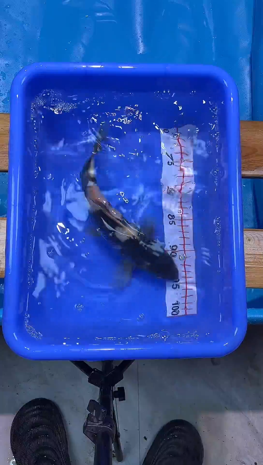 锦鲤锦鲤观赏鱼编码34