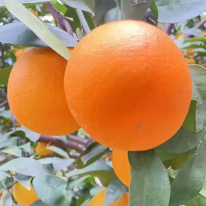 蜀南柑（雷波脐橙-金沙村果农现摘现发）20年老树